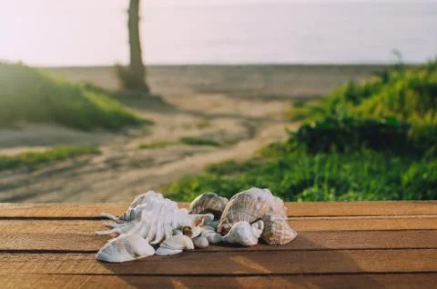 Beautiful shells on the sea background Stock Photos