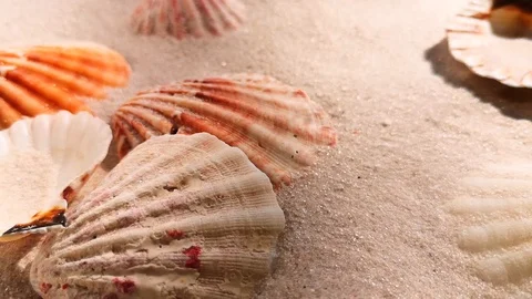 Beautiful shells on white sand beach Stock Footage 104821662