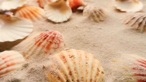 Beautiful shells on white sand Stock Footage 104722118