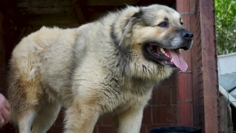 A beautiful shepherd dog Stock Footage 158861082