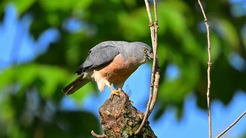 A beautiful shikra bird perched on a tree stump in the forest Vídeos de archivo 334635299