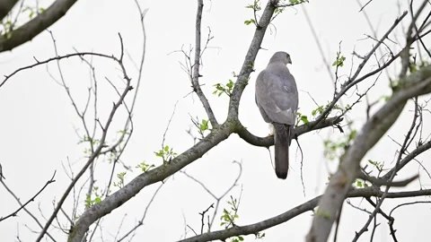 Beautiful shikra observing surroundings while perched in soft diffused light Video stock 333416911