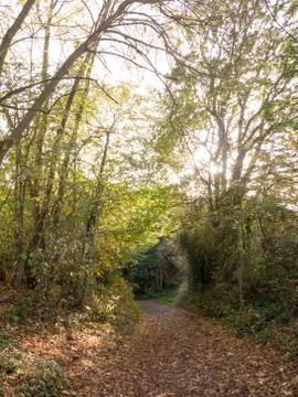 Beautiful shining light through trees on country path scene Stock Photos