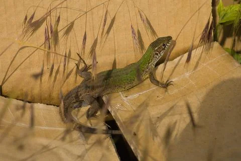 Beautiful shiny lizard on a light surface on a day on a beige surface Stock Photos