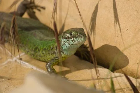 Beautiful shiny lizard on a light surface on a day on a beige surface Stock Photos