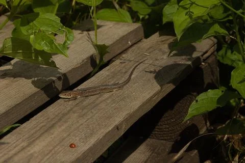 Beautiful shiny lizard on a light surface on a day on a beige surface Stock Photos