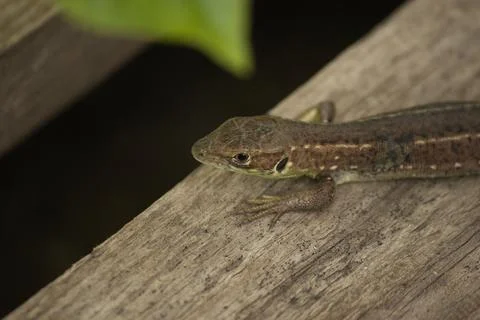 Beautiful shiny lizard on a light surface on a day on a beige surface Stock Photos