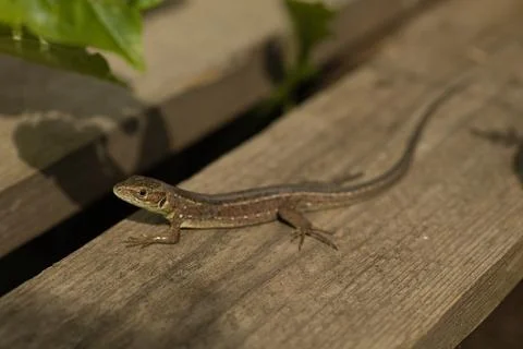 Beautiful shiny lizard on a light surface on a day on a beige surface Stock Photos