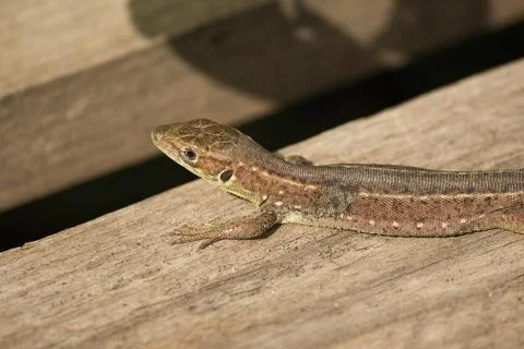 Beautiful shiny lizard on a light surface on a day on a beige surface Stock Photos