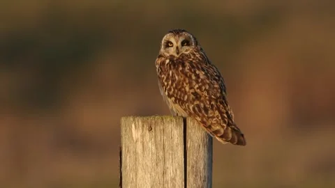 A beautiful Short-eared Owl, Asio flammeus, perched on a fence post. Stock Footage 170415568