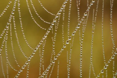 Beautiful shot of an abstract pattern created by dewdrops on a spiderweb Stock Photos