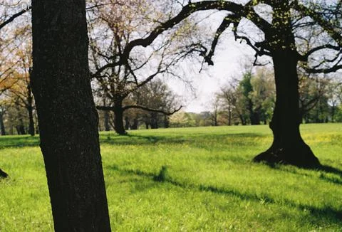 Beautiful shot of the big leafless trees in the park in bright sunlight Fotos Stock