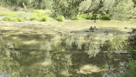 A beautiful shot of a calm river edge Stock Footage 344142165