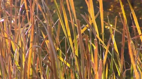 Beautiful Shot of Cattails in Sunset Stock Footage 42770788