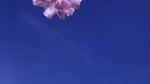 Beautiful shot of cherry blossom falling in slow motion in front of blue sky Stock Footage 130652853