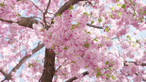 Beautiful shot of cherry blossom tree in spring time Stock Footage 333984861