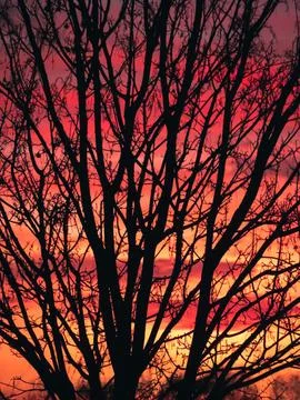 Beautiful shot of a dramatic sunset with a tree Fotos de archivo