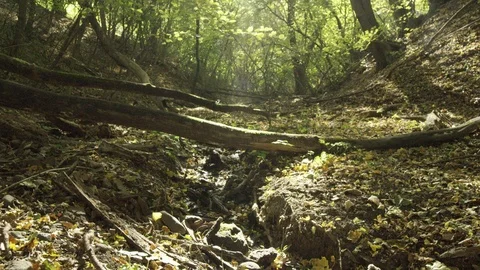 A beautiful shot in a forest Vídeos de archivo 119105134
