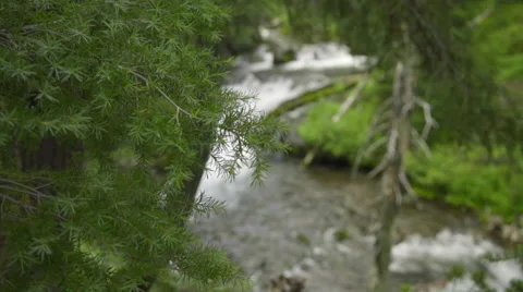 Beautiful shot of forest scenery Stock Footage 59131605