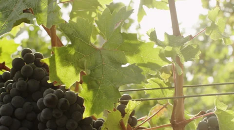 Beautiful shot of Grape in Vineyard at Sunny Day. Close-Up. Stock Footage