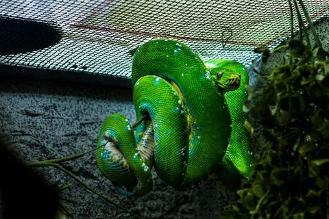 Beautiful shot of green tree python hanging on an artificial plant in its Photos