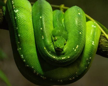 Beautiful shot of a Green tree python Stockfoto's