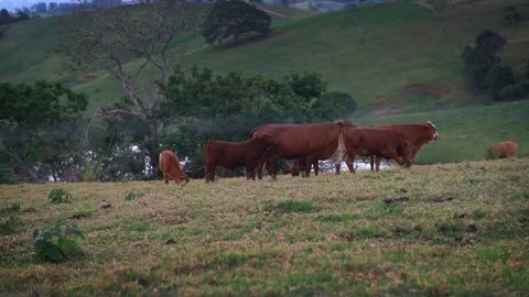 Beautiful Shot Herd Of Cattle Walking Down Hill Slow Motion Queensland, Aus.. Stock Footage 75630636
