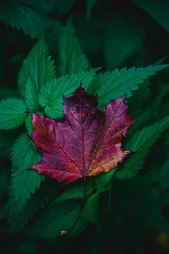 Beautiful shot of a Maple leaf Stock Photos