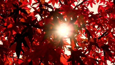 Beautiful shot of maple tree leaf in Autumn fall Stock Footage 96753874