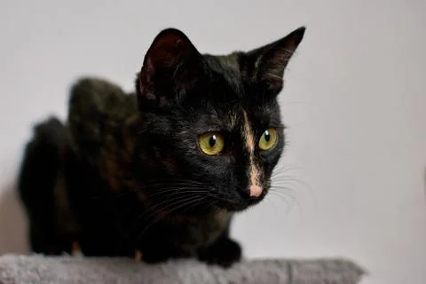 Beautiful shot of a patterned black cat with bright green eyes Foto stock