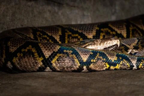 Beautiful shot of a Reticulated python 写真素材