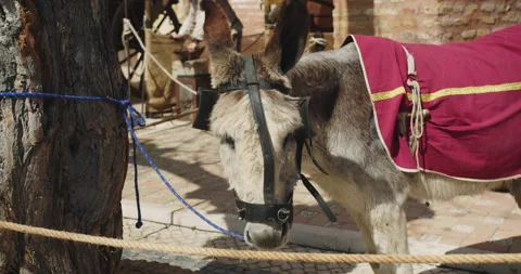 Beautiful shot in slow motion of a young donkey dressed in medieval garb 库存影片 274645135