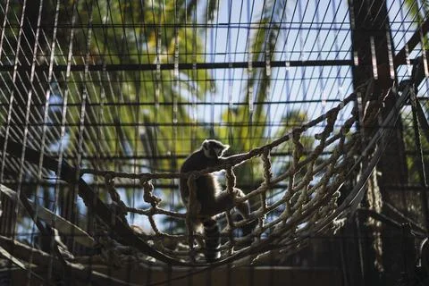 Beautiful shot of a small monkey on ceiling clothes with pattern  in the zoo 库存照片