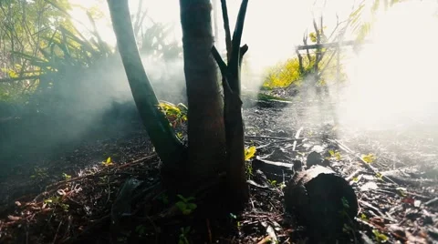 Beautiful shot of tree surrounded by smoke in jungle or forest 動画素材 56223146