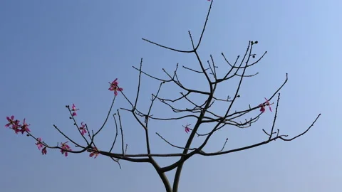 Beautiful shot of a tree without leave and few pink color flowers Stock Footage 146035379
