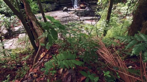 Beautiful shot of Trees and Waterfall at a Rainforest Stock Footage 79734171