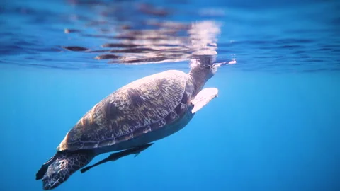 Beautiful Shot Of Turtle Flying In Blue Ocean - Bimini, The Bahamas Stock Footage 204003877