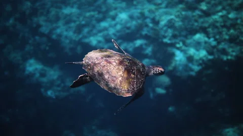 Beautiful Shot Of Turtle Flying Towards Coral Reef In Blue Ocean - Bimini, The Stock Footage 204002968