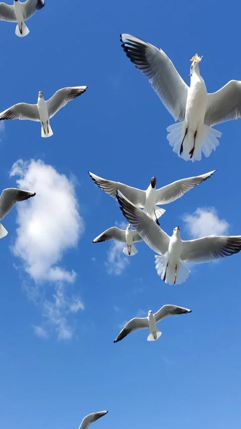 Beautiful Shots of Seagulls Flying in Cloudy Blue Sky Stock Footage 276920190