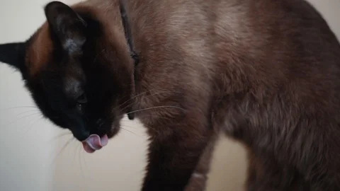 Beautiful siamese cat looking at camera and licking at the beige background Stock-Footage 108595047