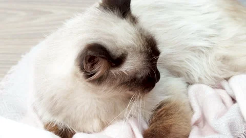 Beautiful siamese cat is sitting lying on the floor,petted by owner 動画素材 201947103