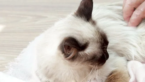 Beautiful siamese cat is sitting lying on the floor,petted by owner Stock Footage 201947108