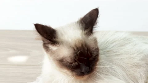Beautiful siamese cat is sitting lying on the floor,petted by owner 库存影片 201947368