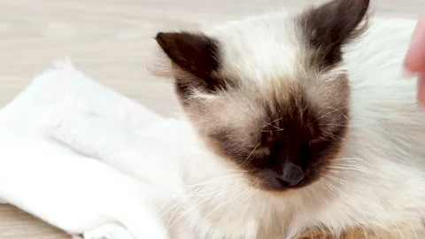 Beautiful siamese cat is sitting lying on the floor,petted by owner 库存影片 201947403