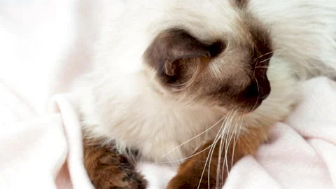Beautiful siamese cat is sitting lying on the floor,petted by owner Vídeo Stock 201947718