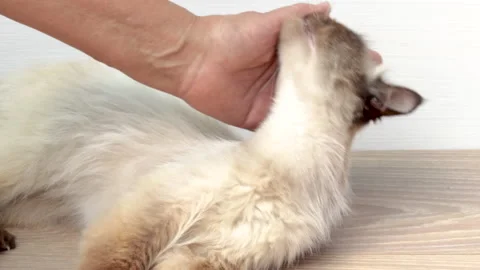 Beautiful siamese cat is sitting lying on the floor,petted by owner Vidéo 201947909