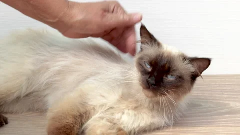 Beautiful siamese cat is sitting lying on the floor,petted by owner Stockbeeldmateriaal 201947943