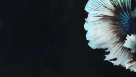 Beautiful siamese fighting fish on black background Stock Footage 79333542