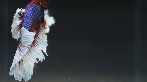 Beautiful siamese fighting fish on black background Stock Footage 79342543