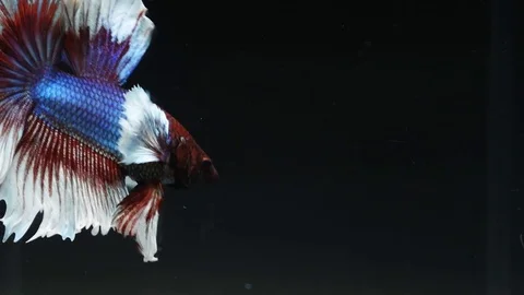 Beautiful siamese fighting fish on black background Stock Footage 79343641